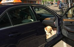 ‘Geleidehond altijd schoon en rustig in taxi’